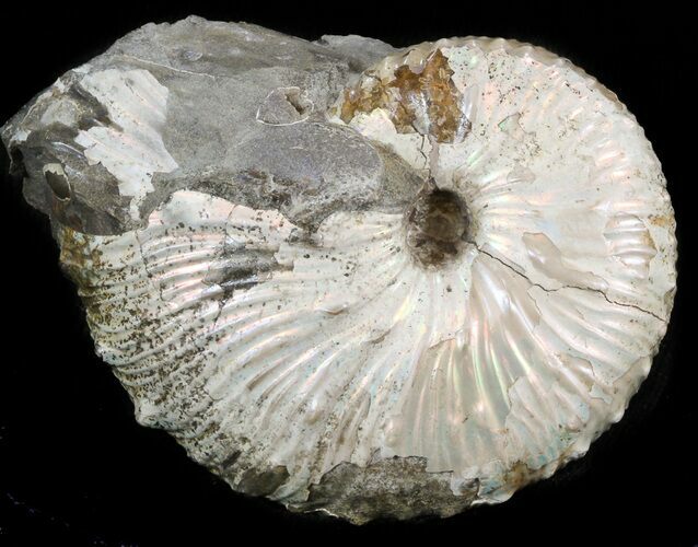 Sphenodiscus Ammonite - South Dakota #43934